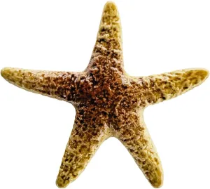 Mini Starfish Ceramic Swimming Pool Mosaic (5", Tan)