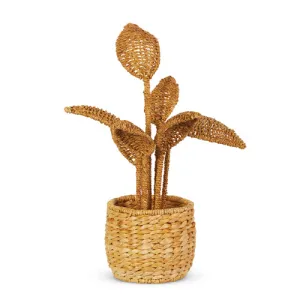 Rattan Potted Plant